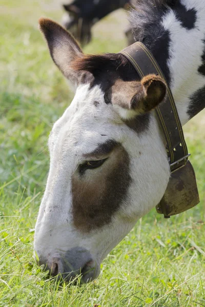 放牧的驴 — 图库照片