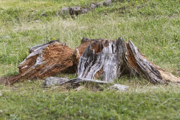 Tronco albero — Foto Stock