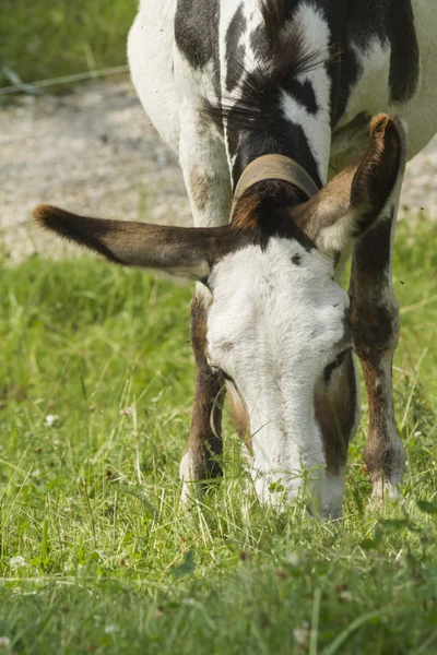 Esel auf der Weide — Stockfoto