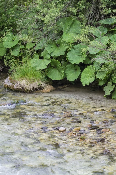 Río en el bosque — Foto de Stock