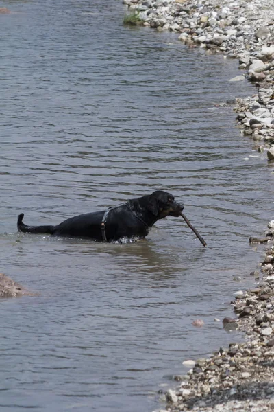 Anjing berenang di danau — Stok Foto
