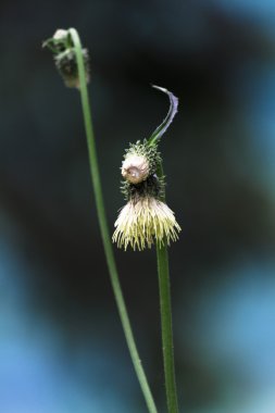 Çayırda kır çiçeği