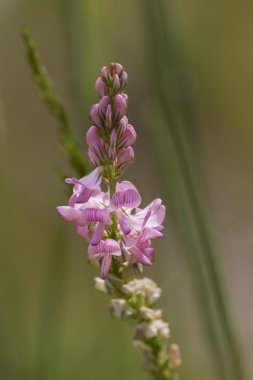 Çayırda kır çiçeği