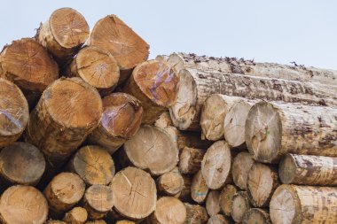 Sadece oduncu tarafından kesilmiş ağaç gövdesi