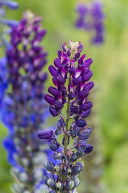 Dağ vahşi lupine