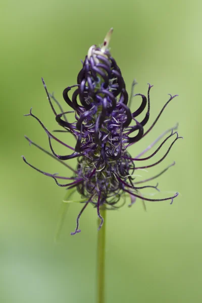 ワイルドフラワー牧草地で — ストック写真