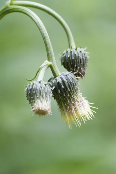 ワイルドフラワー牧草地で — ストック写真