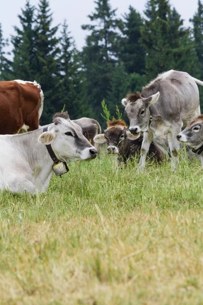 Pâturage des vaches sur la montagne — Photo