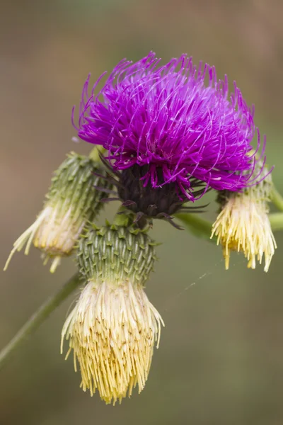 Fiore selvatico nel prato — Foto Stock