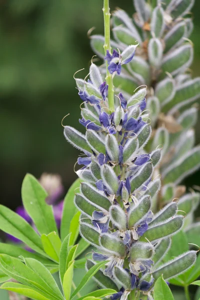 Wilde Lupinen in den Bergen — Stockfoto