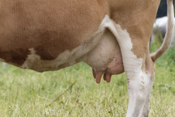 Vacas pastando en la montaña —  Fotos de Stock