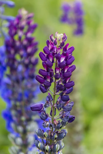 Lupin sauvage dans la montagne — Photo