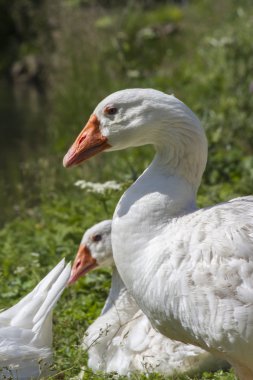çayır üzerinde kaz