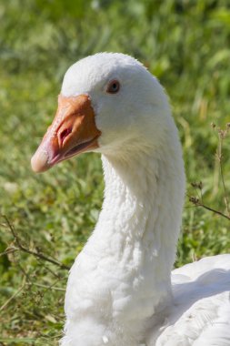 çayır üzerinde kaz