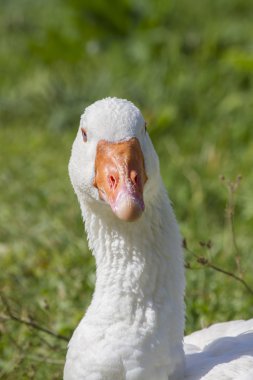 çayır üzerinde kaz
