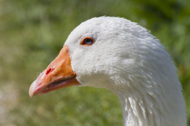 çayır üzerinde kaz