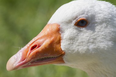 çayır üzerinde kaz