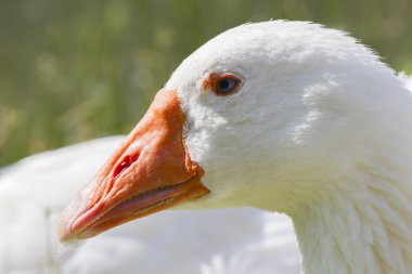 çayır üzerinde kaz