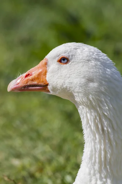 Gans auf der Wiese — Stockfoto