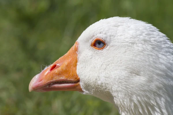 Gans auf der Wiese — Stockfoto