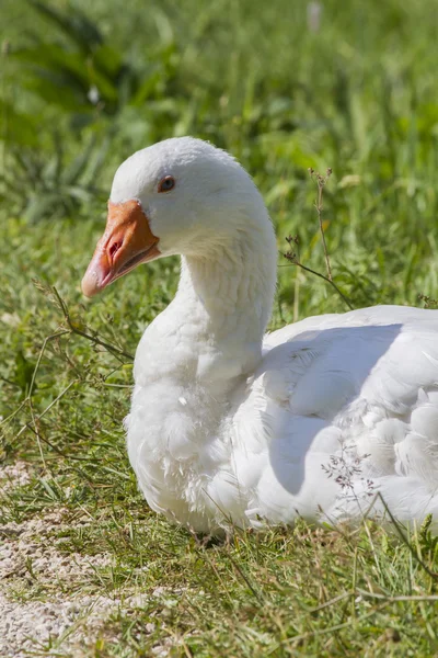 Goose on meadow — Stock Photo, Image