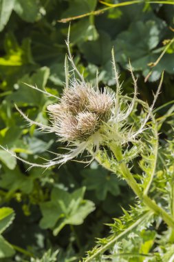 dağ vahşi thistle