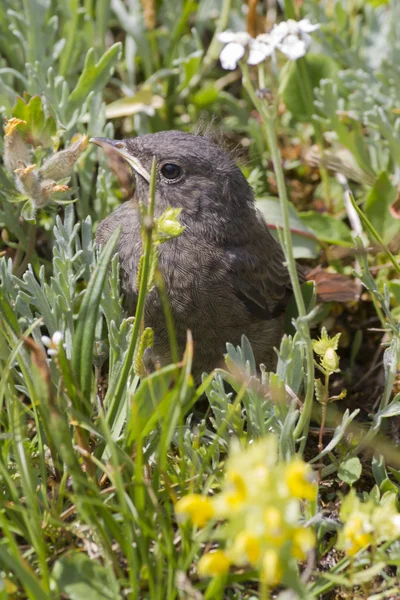 Vogel im Berg — Stockfoto