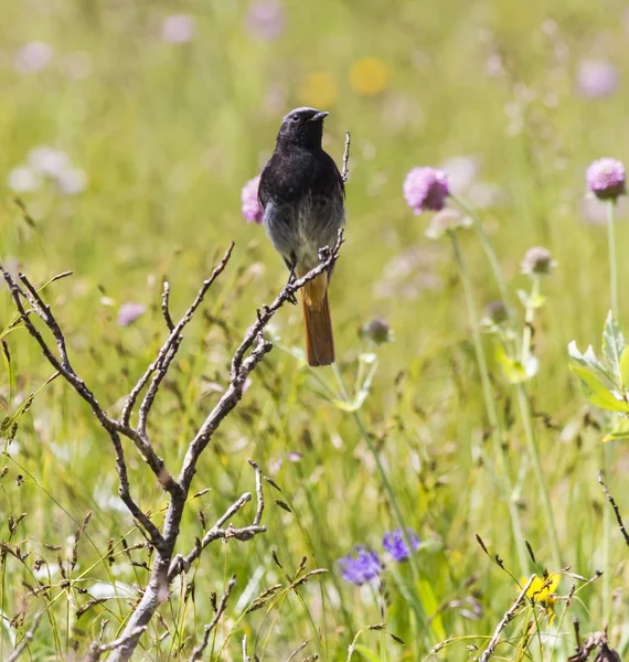 Bird in the mountain — Stock Photo, Image