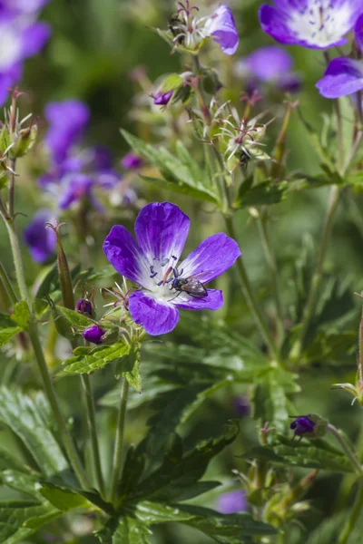 Wildflower w góry — Zdjęcie stockowe