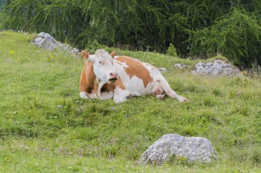 Dağda otlayan inekler