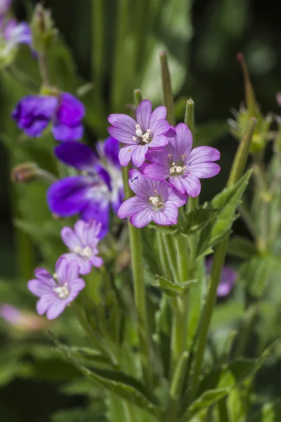 Wildflower w góry — Zdjęcie stockowe