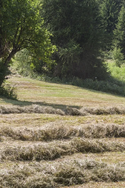 Kırsal kesimde saman — Stok fotoğraf