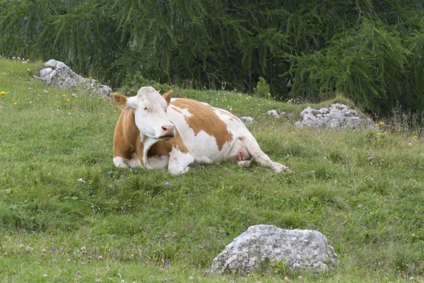 Vacas pastando na montanha — Fotografia de Stock