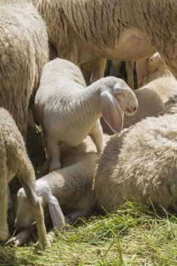 Kuzu ve koyun dağlarda akın