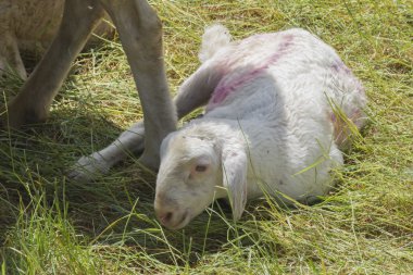 Kuzu ve koyun dağlarda akın