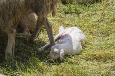 Kuzu ve koyun dağlarda akın
