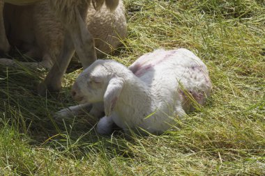 Kuzu ve koyun dağlarda akın