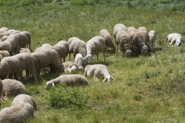 Kuzu ve koyun dağlarda akın