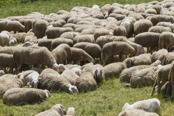 Lammen och fåren i flocken i bergen — Stockfoto