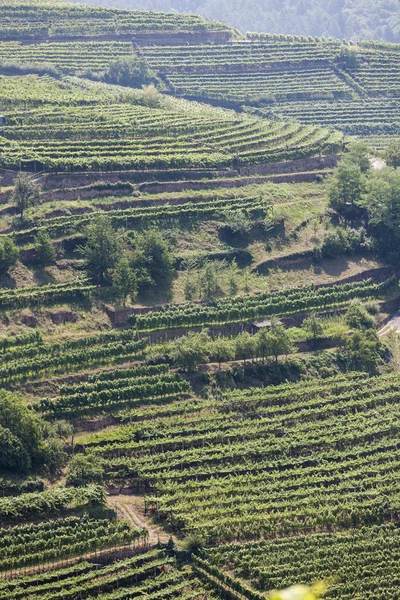 Winnica wiosną — Zdjęcie stockowe