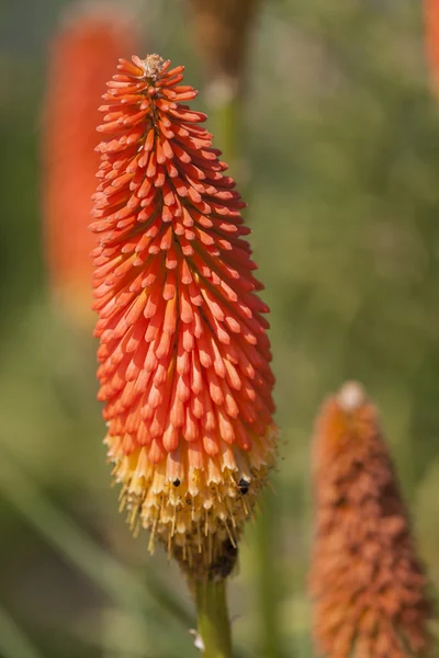 Aloes kwiaty w ogrodzie — Zdjęcie stockowe