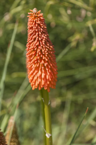 Aloe květiny v zahradě — Stock fotografie