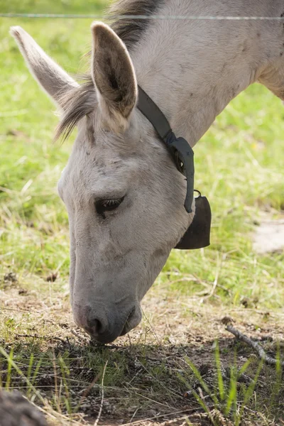 Åsna på gården — Stockfoto