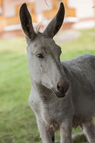 Åsna på gården — Stockfoto