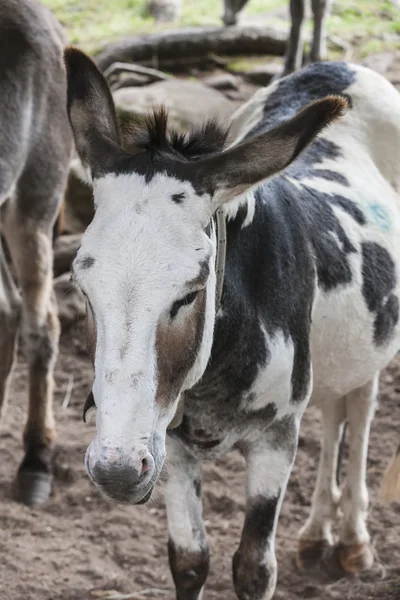 Donkey in the farm — Stock Photo, Image