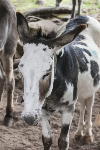 Burro na fazenda — Fotografia de Stock