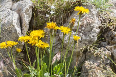 Çayırda kır çiçeği