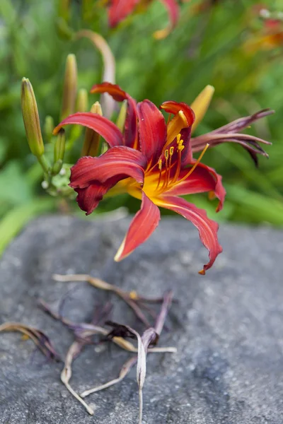 Vörös liliom a kertben — Stock Fotó