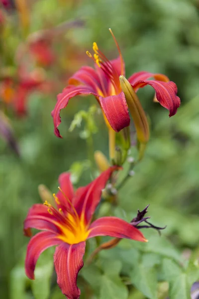 Красный лилий в саду — стоковое фото