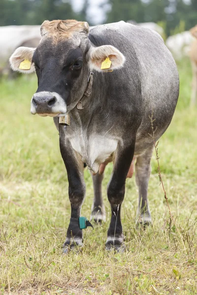 Выпас коров на горе — стоковое фото